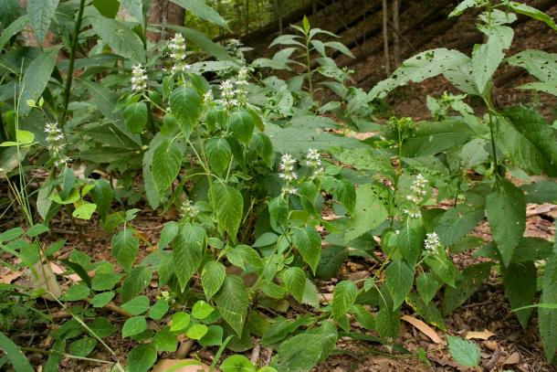 hairy-wood-mint-in-indiana-wilds-flnps